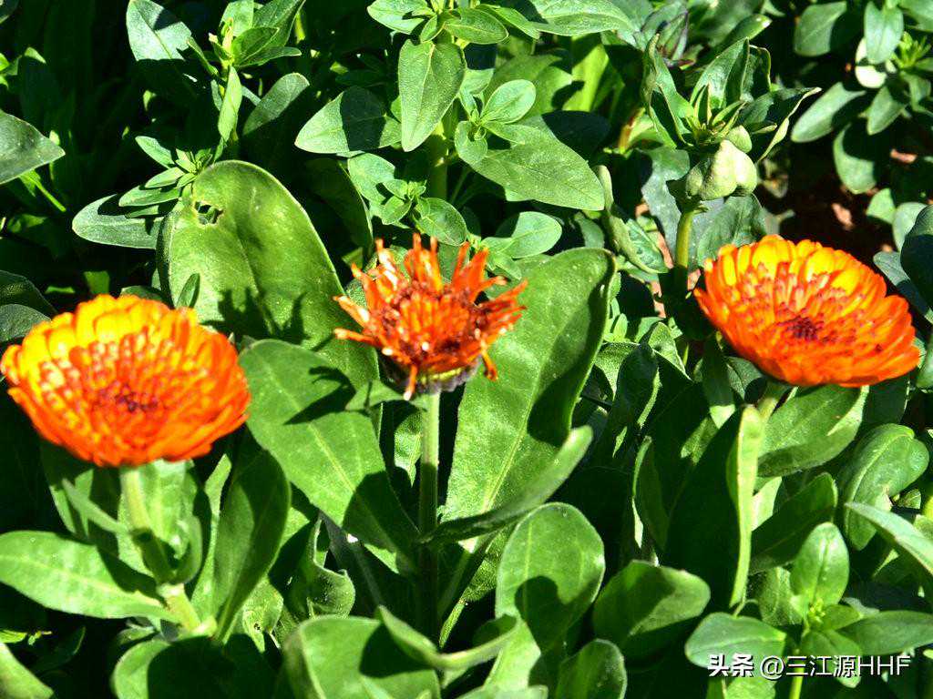金盏菊诗词欣赏2：花开灿烂似万金，贞祥福吉献知音