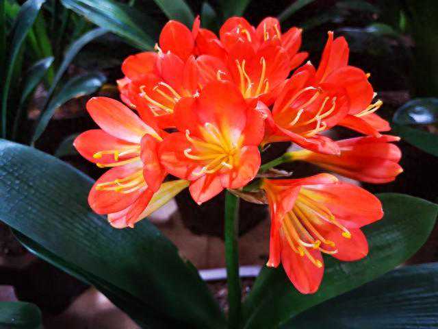 4月，赶紧给8种花“剃光头”，剃完呼呼冒新芽，比施肥管用！
